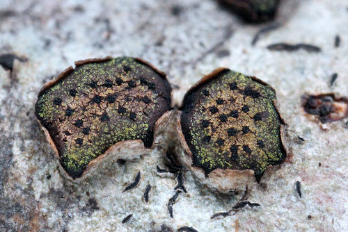 Kiwi Bubbles