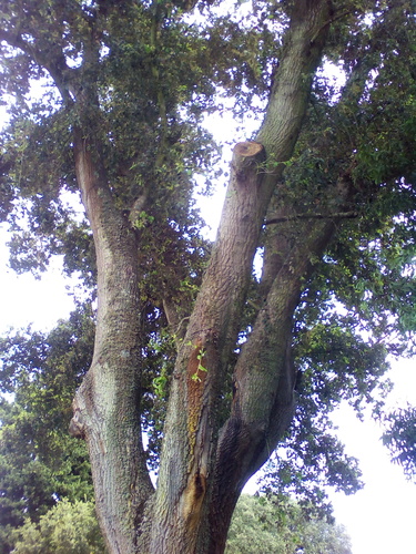 Quercus × avellaniformis