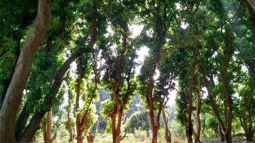 Indian mango