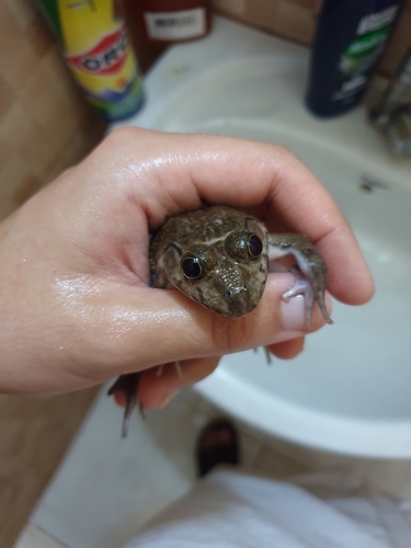 Crowned bullfrog