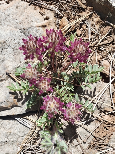 creeping milkvetch (Astragalus troglodytus)