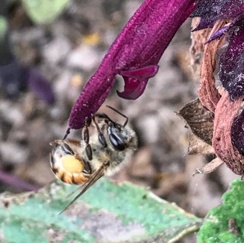 photo of Western Honey Bee (Apis mellifera)