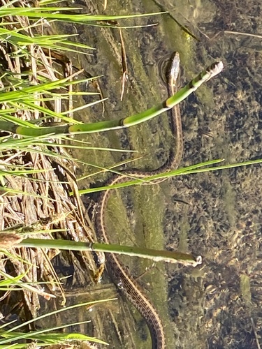 iNaturalist observation photo of Oregon Aquatic Garter Snake