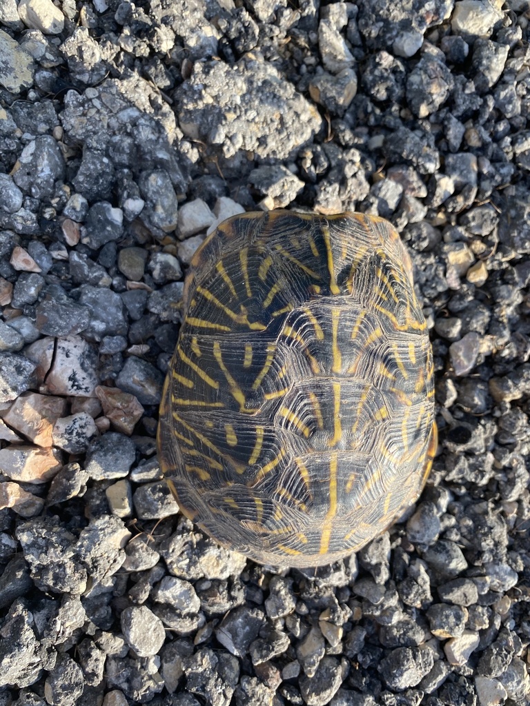 Ornate Box Turtle In May 2021 By Toby Hibbitts INaturalist   Large 