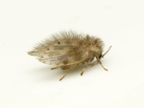 Psychoda alternata Say, 1824