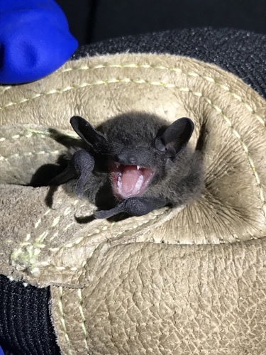 Evening Bat