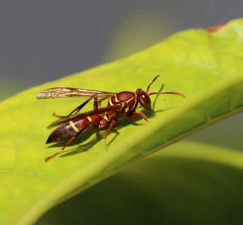 Polistes stabilinus