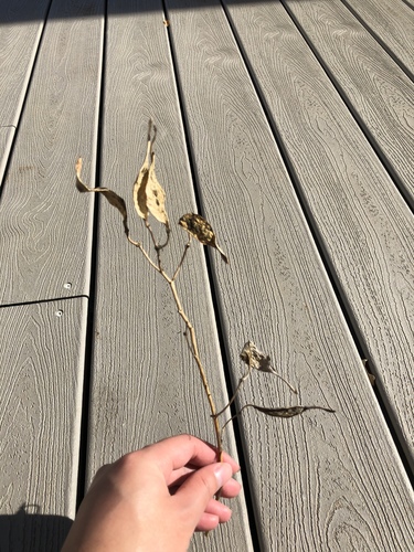 iNaturalist observation photo of flowering plants