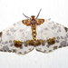 Magpie Moths - Photo (c) Jatishwor Irungbam, all rights reserved, uploaded by Jatishwor Irungbam