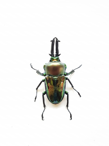 Phalacrognathus muelleri