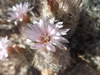 Whitecolumn Foxtail Cactus - Photo (c) Aaron Balam, all rights reserved, uploaded by Aaron Balam