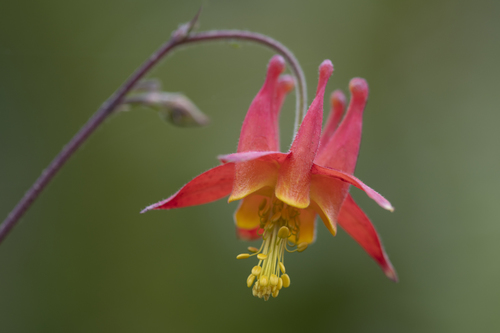 Western Columbine