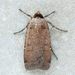 Protolampra brunneicollis - Photo (c) David Beadle, todos os direitos reservados, uploaded by David Beadle