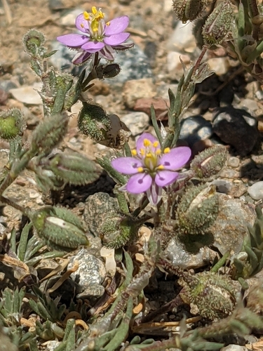 iNaturalist observation photo of Spurrey tribe