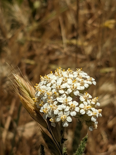 iNaturalist observation photo of common yarrow