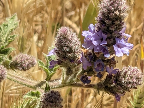iNaturalist observation photo of western vervain