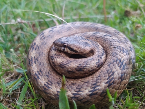 Southern Smooth Snake