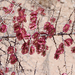 Phaeoptilum spinosum - Photo (c) Terry Gosliner, todos los derechos reservados, uploaded by Terry Gosliner