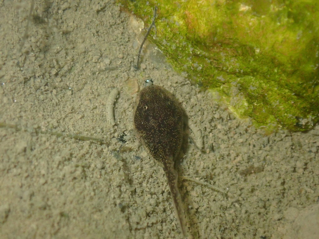 Frogs and Toads from Sai Kung, Hong Kong on May 19, 2021 at 09:13 AM by ...