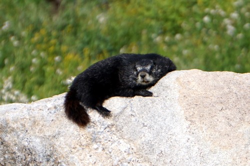 Yellow-bellied Marmot