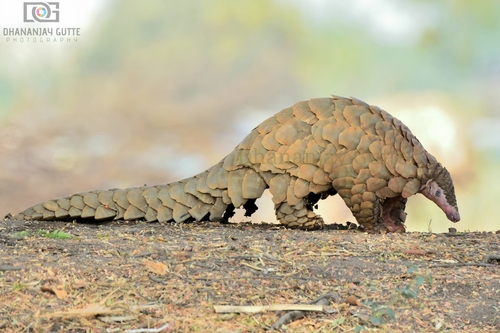Indian Pangolin (Manis crassicaudata) — wildlife photography in India