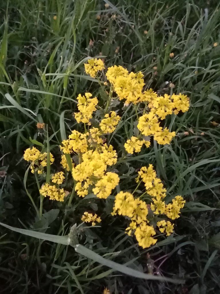 bitter wintercress from Сосновый Бор on May 19, 2021 at 0944 PM by