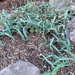 Southwestern Pipevine - Photo (c) Sally Larson, all rights reserved, uploaded by Sally Larson