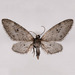 Eupithecia macdunnoughi - Photo (c) Gary McDonald, all rights reserved, uploaded by Gary McDonald
