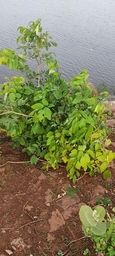 Rose Wood (Dalbergia cochinchinensis)