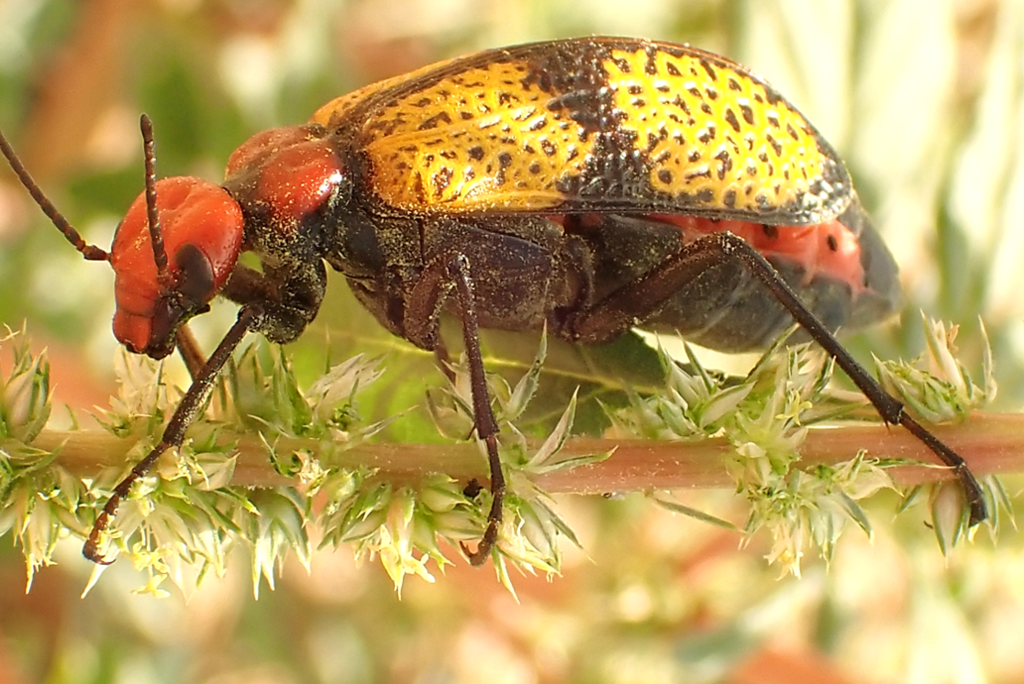 Iron Cross Blister Beetle from South Mountain Village, Phoenix, AZ, USA