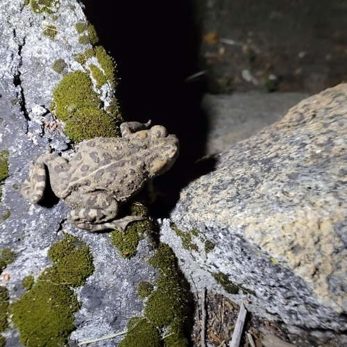 iNaturalist observation photo of Western Toad