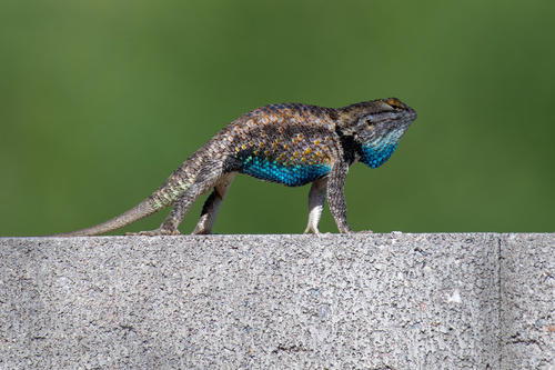 Sceloporus magister