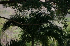 Eumomota superciliosa image