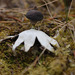 Beaked Earthstar - Photo (c) Tig, all rights reserved, uploaded by Tig