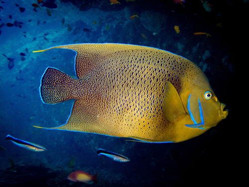 Semicircle Angelfish