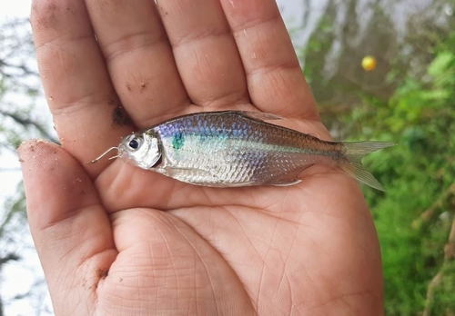 Bryconamericus stramineus