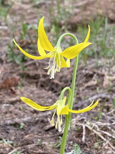 Glacier Lily