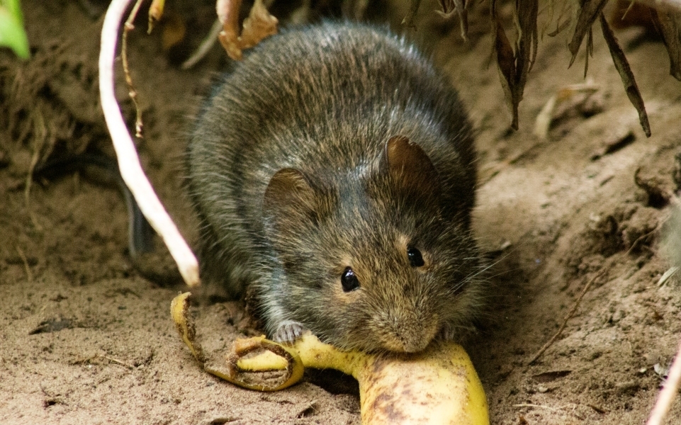 Southern Vlei Rat (Otomys irroratus)