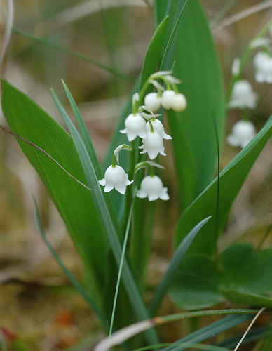 Convallaria majalis Lily Of The Valley – PlantsInTheCity