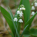 Cast-iron Plants and Lilies of the Valley - Photo (c) Tig, all rights reserved, uploaded by Tig