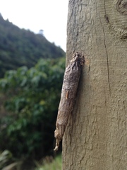 New Zealand Common Bag Moth - Photo (c) Mary Paul, all rights reserved, uploaded by Mary Paul
