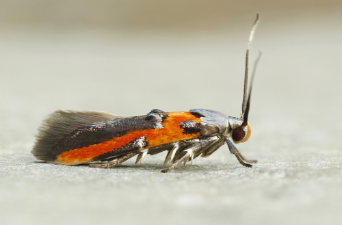 Euclemensia bassettella (Clemens, 1864)