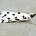 Spotted Peppergrass Moth - Photo (c) David Beadle, all rights reserved, uploaded by David Beadle