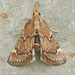 Red-shawled Moth - Photo (c) David Beadle, all rights reserved, uploaded by David Beadle
