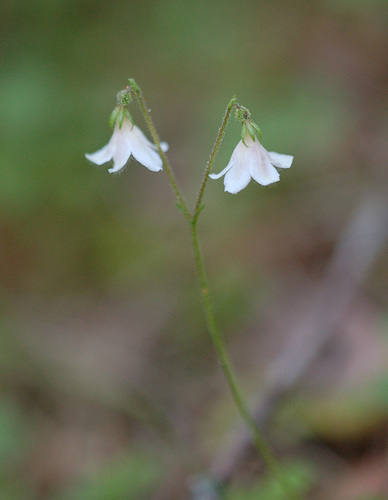 Linnaea borealis var. borealis