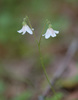 Northern Twinflower - Photo (c) Tig, all rights reserved, uploaded by Tig
