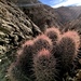 Harem Cactus - Photo (c) Andres Martinez, all rights reserved, uploaded by Andres Martinez
