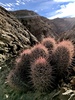 Cottontop Cactus - Photo (c) Andres Martinez, all rights reserved, uploaded by Andres Martinez