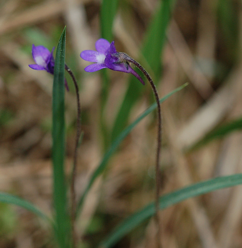 Pinguicula vulgaris ssp. vulgaris