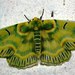 Geometer Moths - Photo (c) Jatishwor Irungbam, all rights reserved, uploaded by Jatishwor Irungbam